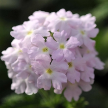 Вербена Кварц Сильвер