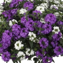 Вербена Обсешн День и Ночь (гибридная)