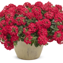 Вербена Персифона