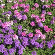 Вербена тонкорассеченная Смесь окрасок