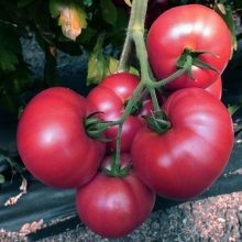 Томат Гном Вермилион F1 (Vermilion) (большой пакет)
