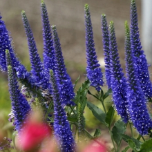 Вероника Лазурная