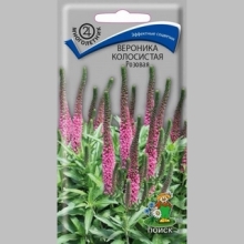 Вероника Розовая (колосковая) колосистая