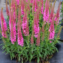 Вероника Розовый гоблин (колосистая)