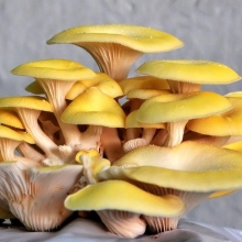 Грибы - Вешенка золотая Лимонная на древесной палочке 12шт (большой пакет)