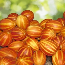 Дыня Подарок дедушки Хо Ши Мина вьетнамская