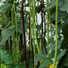 Вигна Оливковая беседка