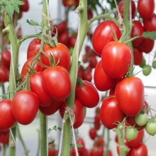 Томат Викуся F1