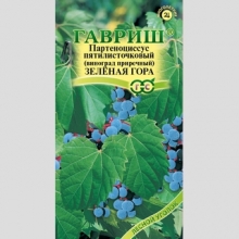 Партеноциссус Зеленая гора прибрежный (виноград)