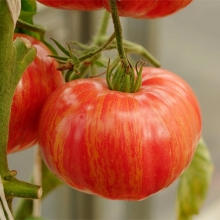 Томат Винтаж вайн