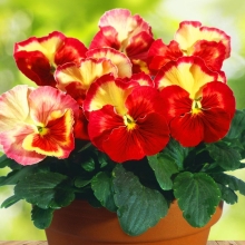 Виола Акварель Гелато F1 (Виттрокка)