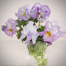 Виола Болеро Парадиз F1 (Виттрока)