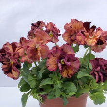 Виола Болеро Пурпурное лето F1 (Виттрока)