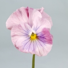 Виола Фламенко перламутровая F1 Виттрока