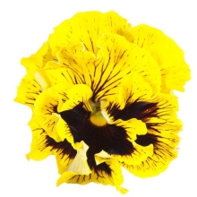 Виола Фламенко Желтая F1 (Виттрока)