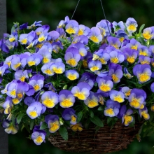 Виола Кул Вейв Морфо F1