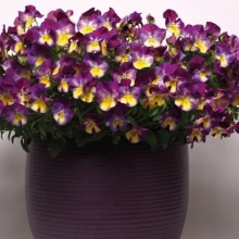 Виола Кул Вейв Малиновый вихрь F1