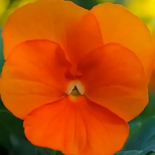 Виола Сорбет Дип Оранж