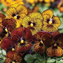 Виола Тайгер ай F1 смесь