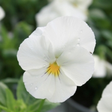 Виола Велюр Белая (Вильямса)