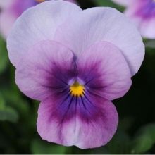 Виола Велюр Лилак (Вильямса)