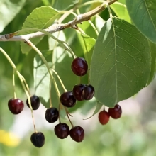 Вишня Антипка (махалебская)