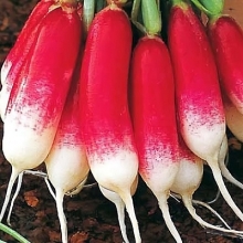 Редис Внучкина радость