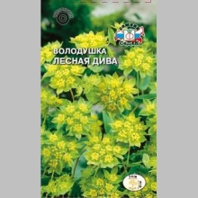 Володушка Лесная Дива (вид Гриффити)