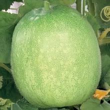 Тыква Восковая Белоснежка (Бенинказа)