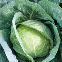 Капуста Всем на зависть®F1 (большой пакет)