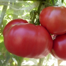 Томат Выставочный