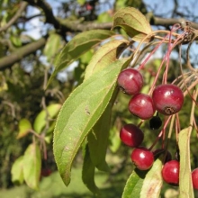 Яблоня Дарьюшка манчжурская (большой пакет)