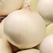 Лук Ялтинский белый репчатый