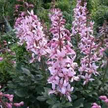 Ясенец Неопалимая купина