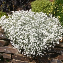 Ясколка Хрустальный водопад (войлочная)