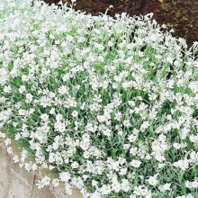 Ясколка Серебряная Россыпь махровая