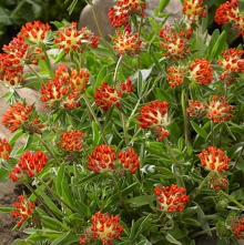 Язвенник Антисептик