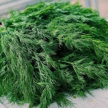 Укроп Аврора