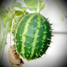 Кукумис декоративный Усатый-полосатый