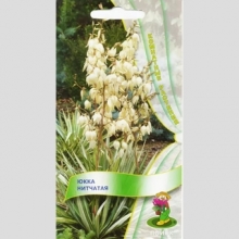 Юкка нитчатая