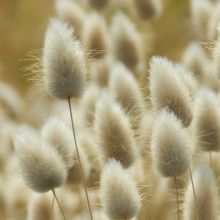 Лагурус Степной Странник (сухоцвет)