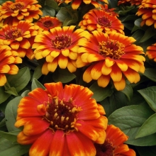 Цинния Захара Санберст