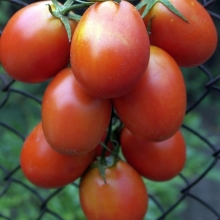 Томат Застольный