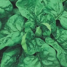 Шпинат Застольный