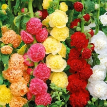 Мальва (Шток-роза) Зефир махровая смесь