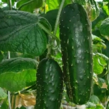 Огурец Зеленый крокодил F1