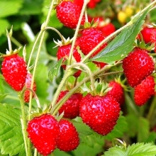 Земляника Али-Баба мелкоплодная ремонтантная