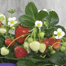 Земляника Делизз