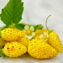 Земляника Холидей