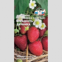 Земляника Радость Дачника F1 крупноплодная ремонтантная